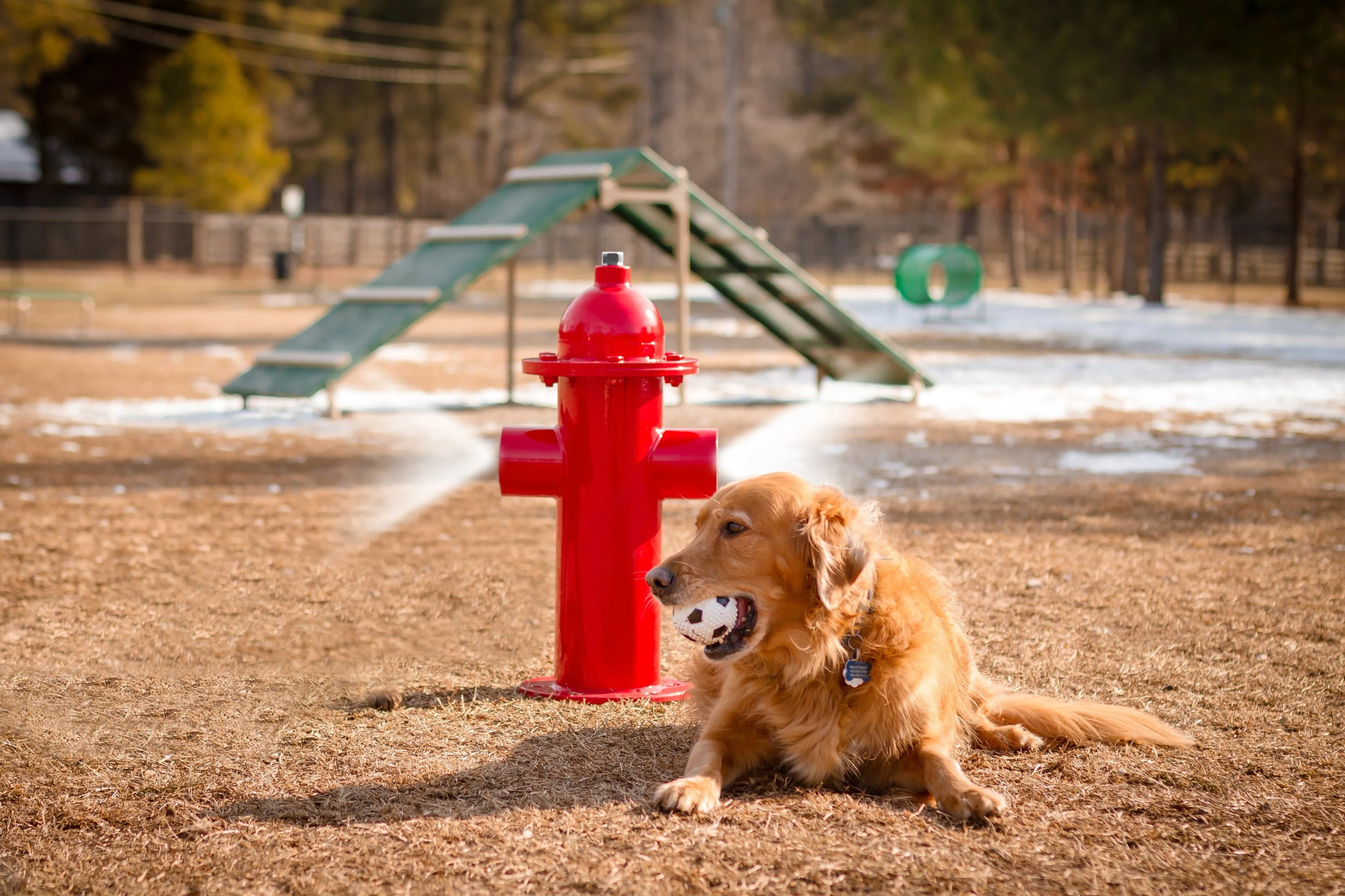 Pet Park
