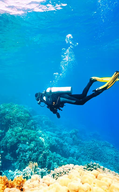 Unique Coral Reef Diving Experience