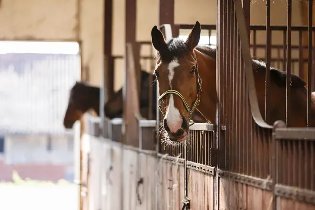 The Stables
