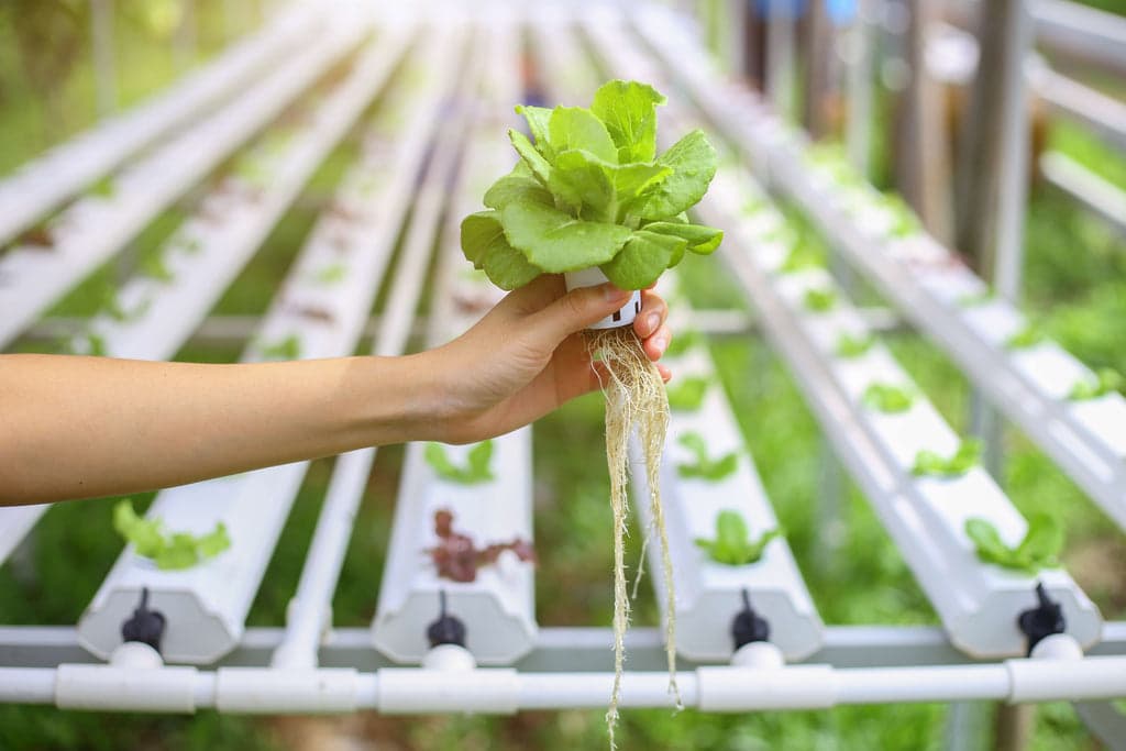 Hydroponics