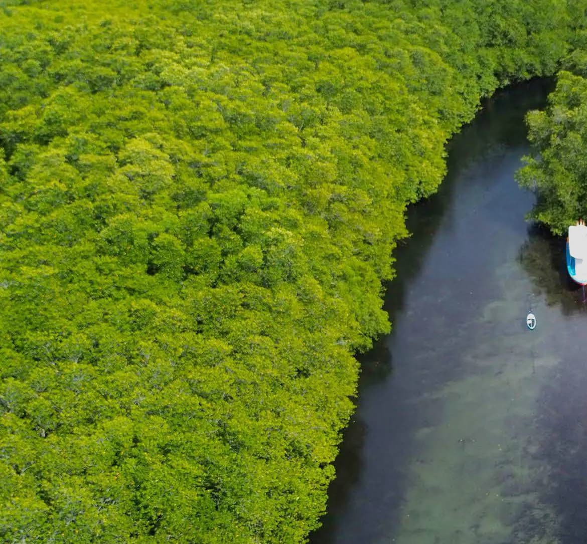 Mangrove